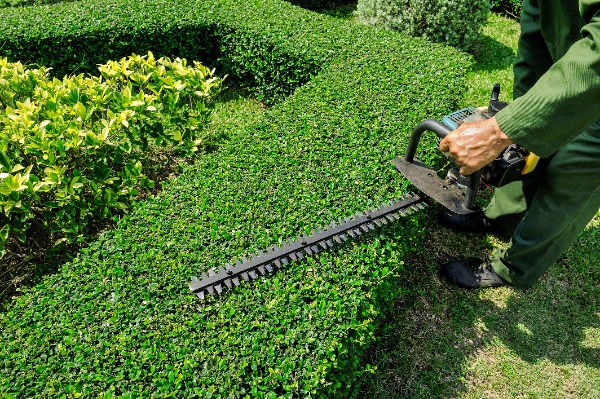 Hedge & Shrub Trimming